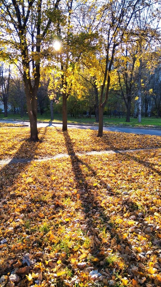 Солнечный октябрь...