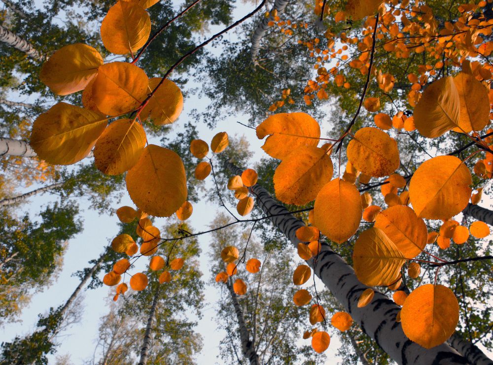 Тихо и нежно звучит надо мной шепот танцующих листьев