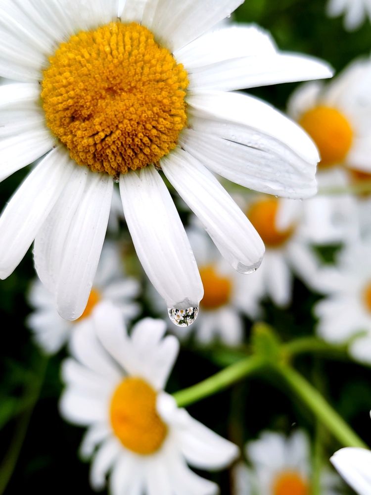 Photograph by Инна Макарчук