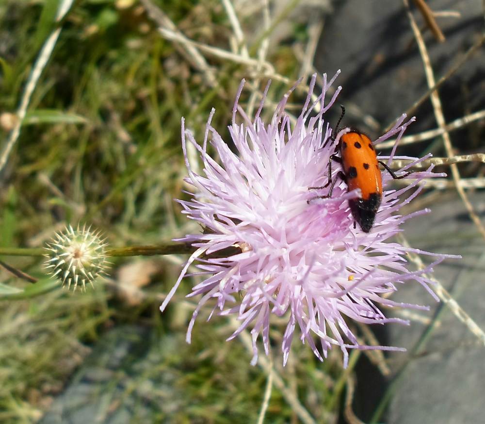 Photograph by Наиля Омарова