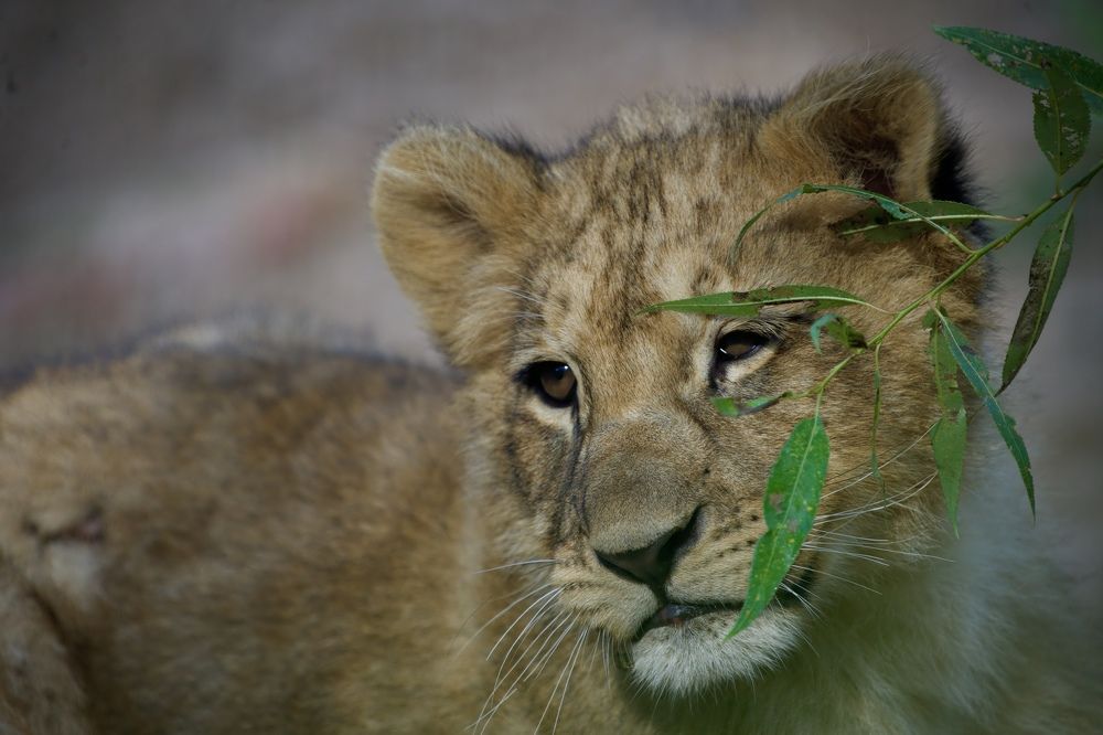 Photograph by Didzis Macs