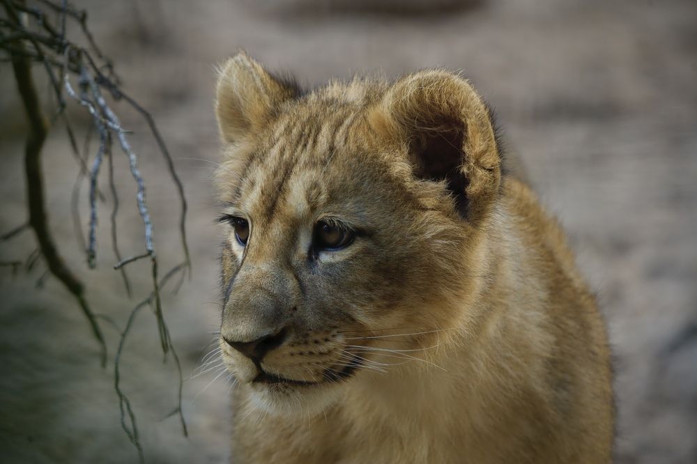 Photograph by Didzis Macs