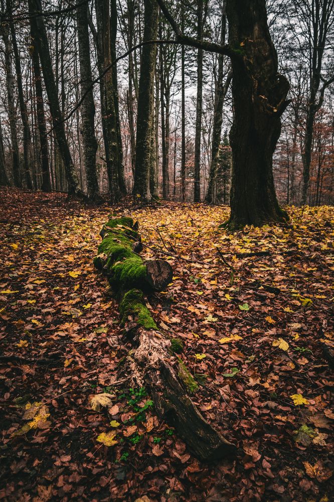 Photograph by Madalin Giurgescu