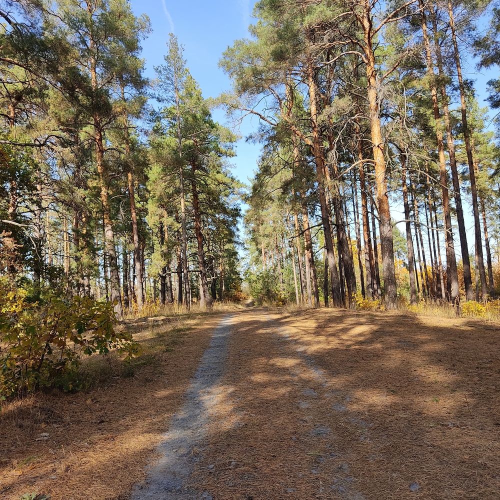 Сосновый лес.