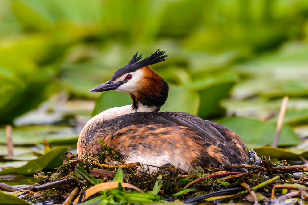 Crested grebe