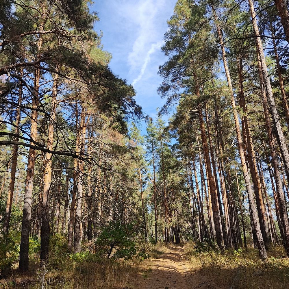 Краски соснового леса.