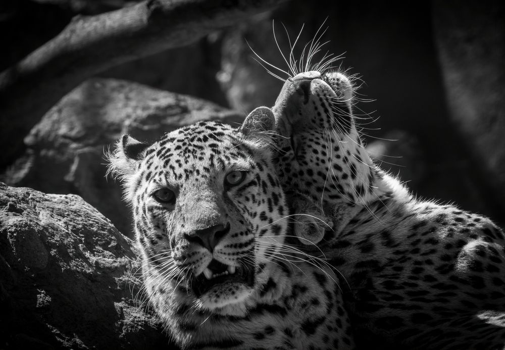 Photograph by Александр Дудников