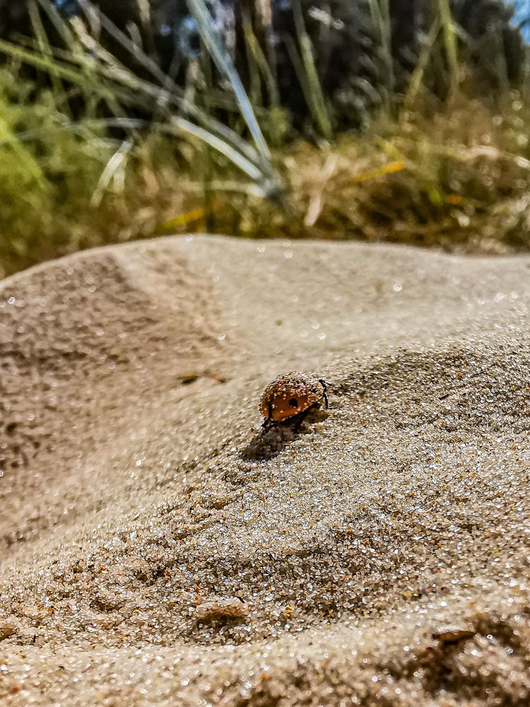 Фотография автора Дмитрий Лебедь
