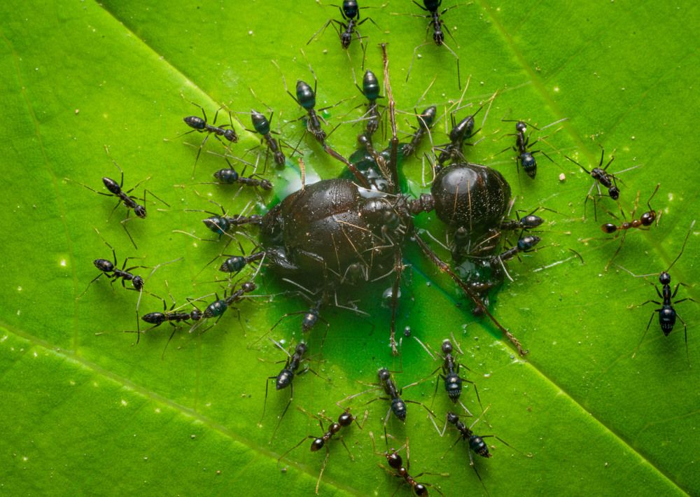 Photograph by Dipanjan Pal