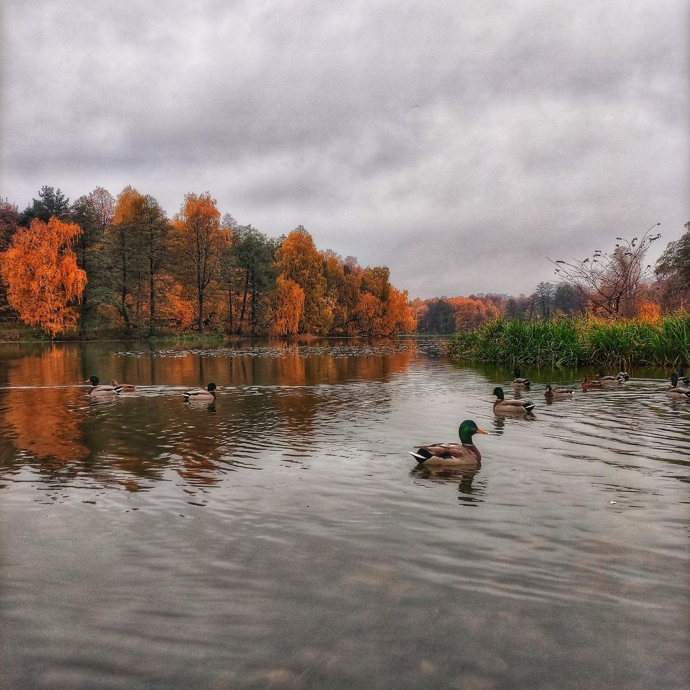Утки в осеннем водоёме.
