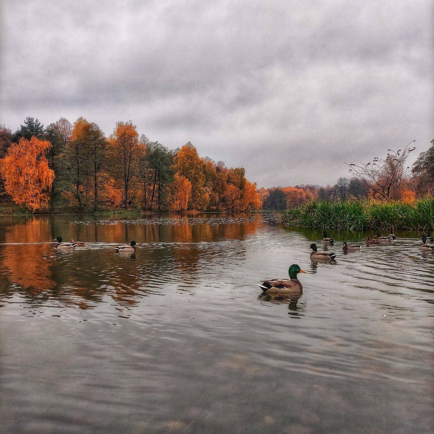 Утки в осеннем водоёме.