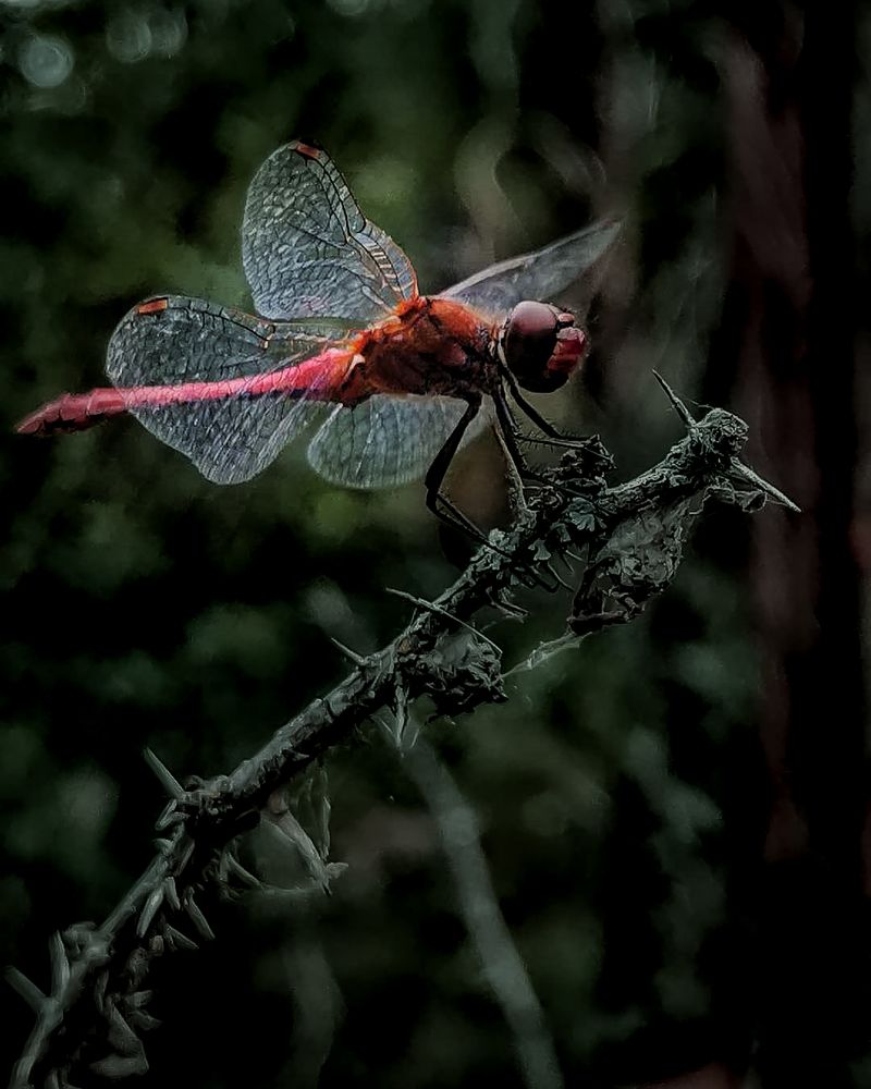 Photograph by Наталья Балабанова
