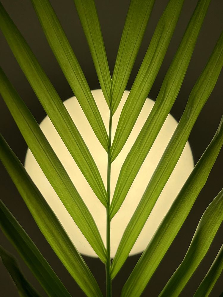 Photograph by Анна Яковлева