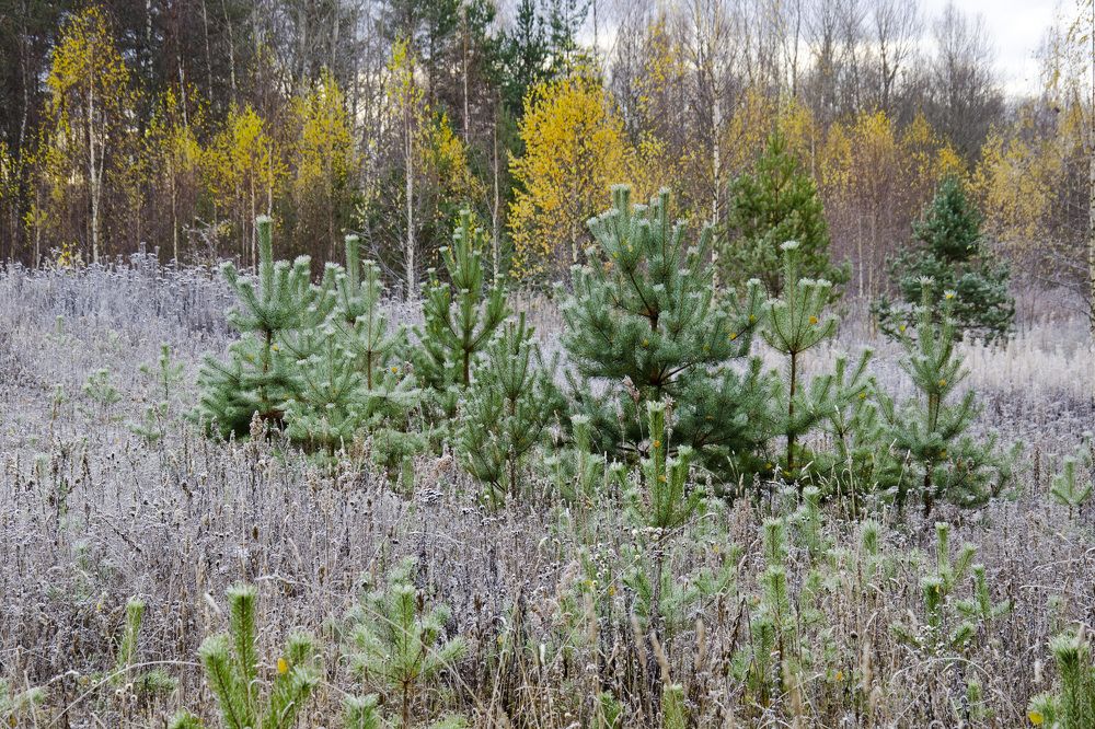 Photograph by Константин Ефимов