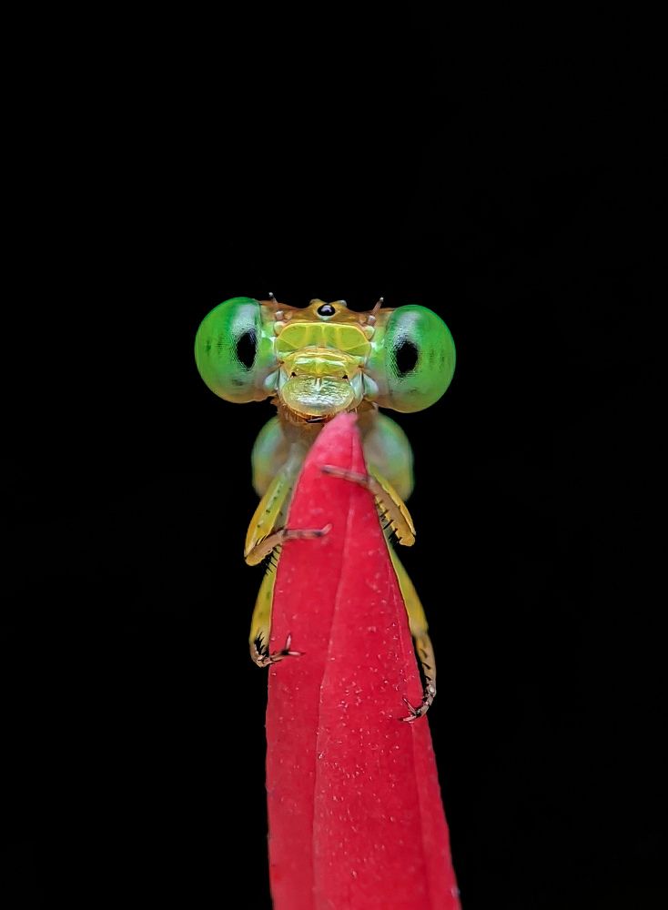 Photograph by Ananta Ghosh