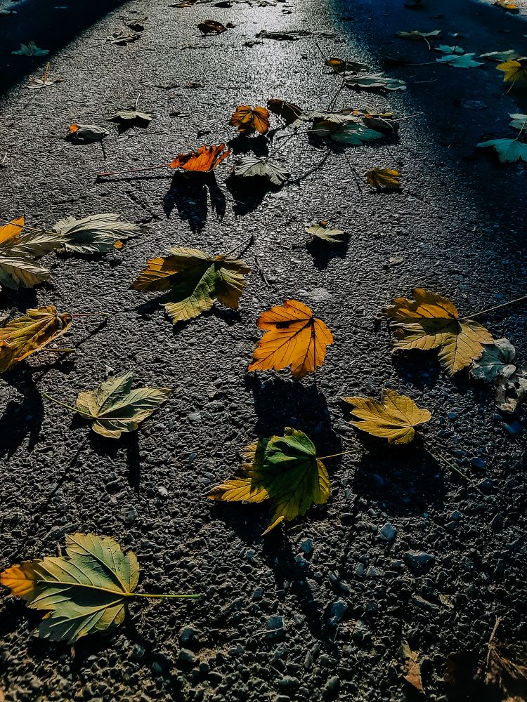 Осеннее утро