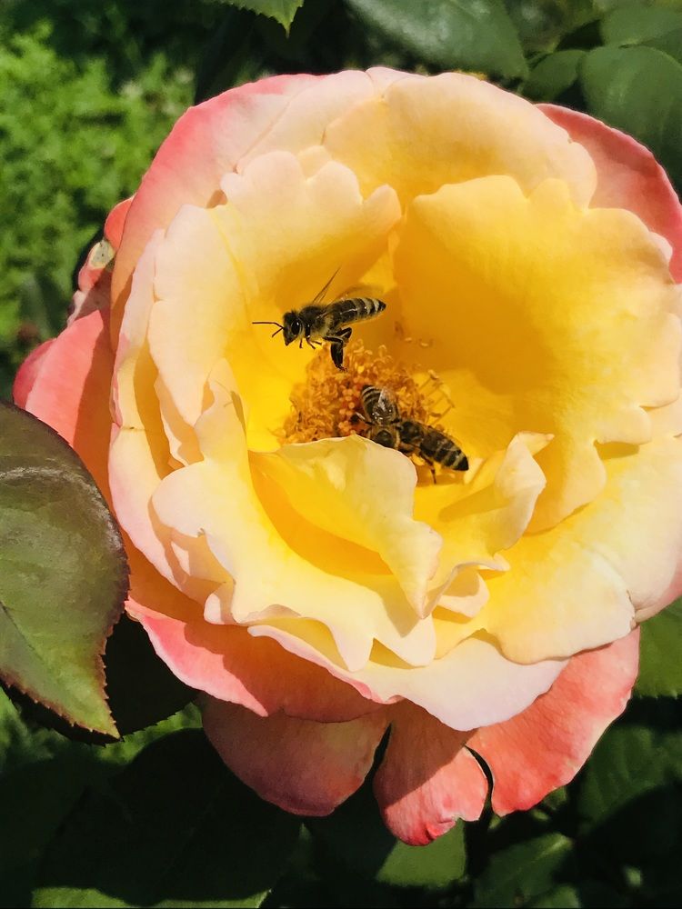 Photograph by Anca Hultoana