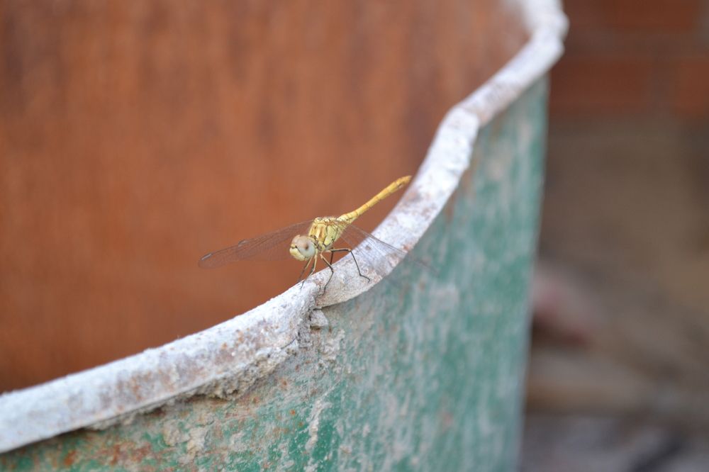 Photograph by Sakhria Mbarki