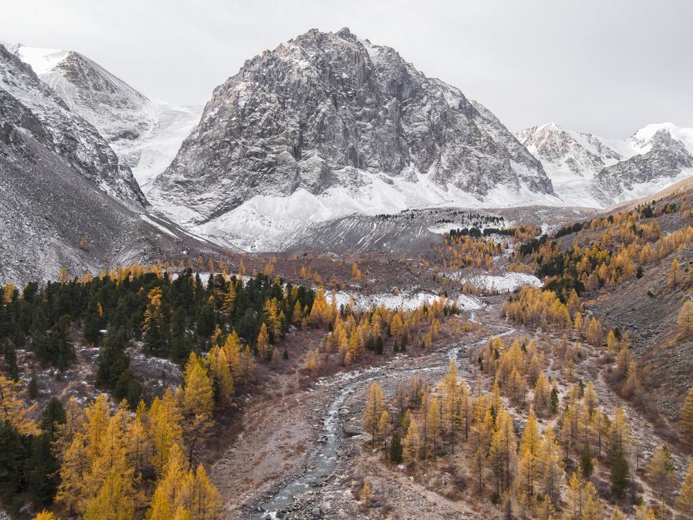 Mountain river with a view of yellow larches. The view from the drone