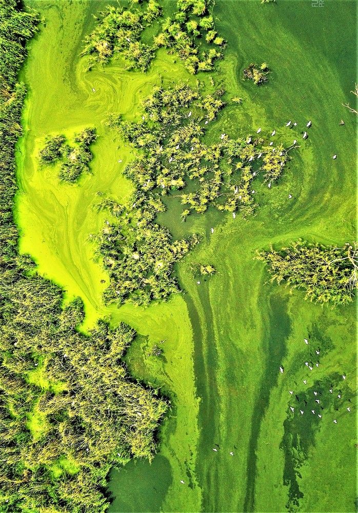 The Roots Still Grown