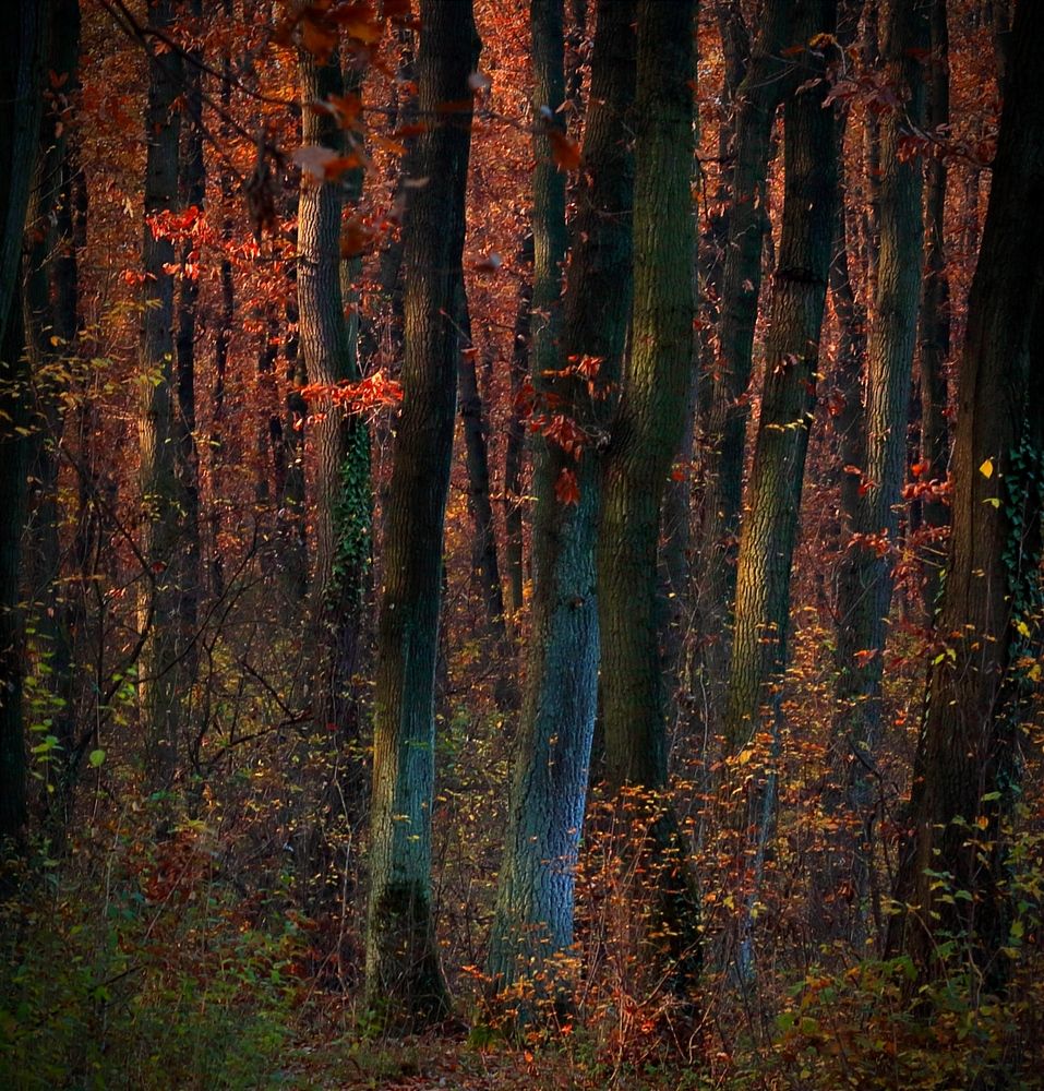 Фотография автора Foto