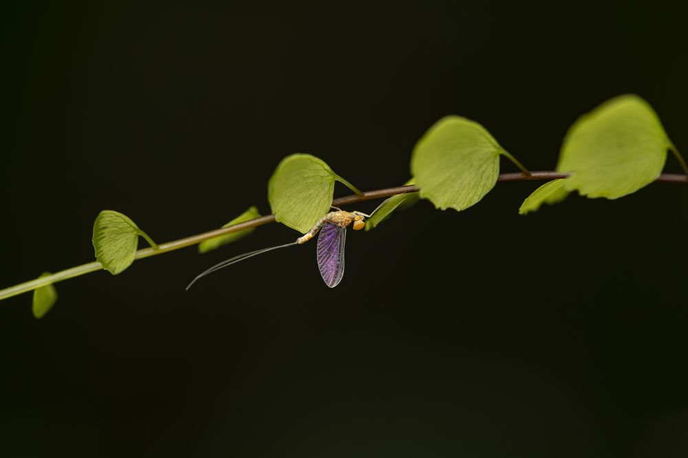 Photograph by Mridula S