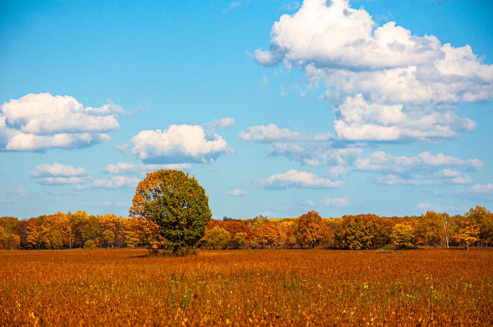 Осенние краски