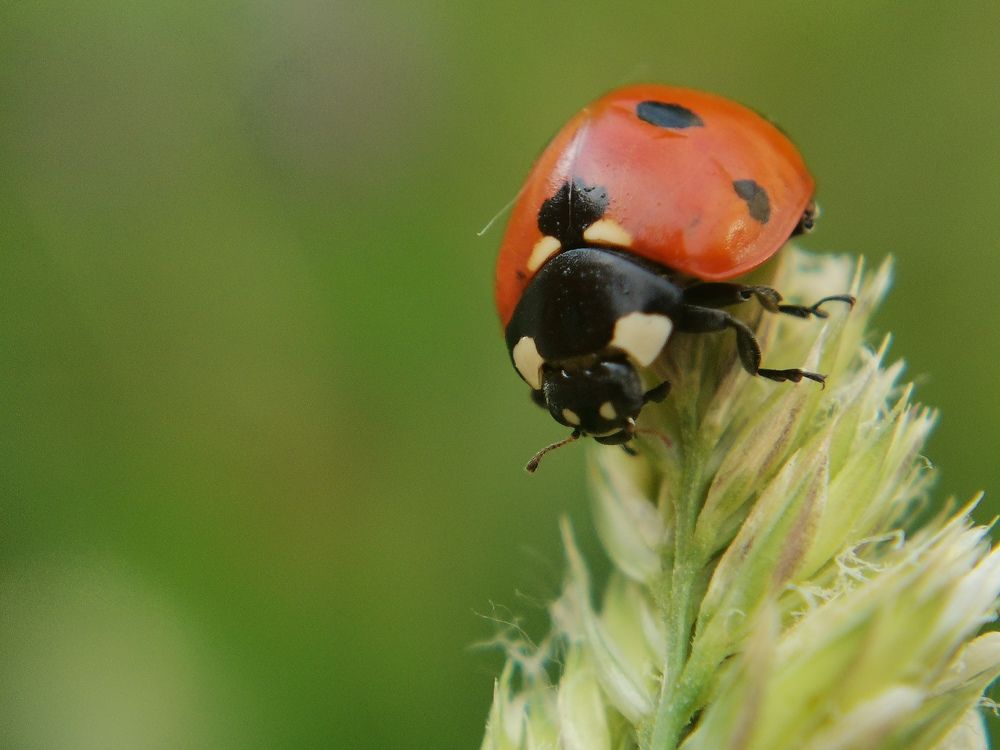 Божья коровка