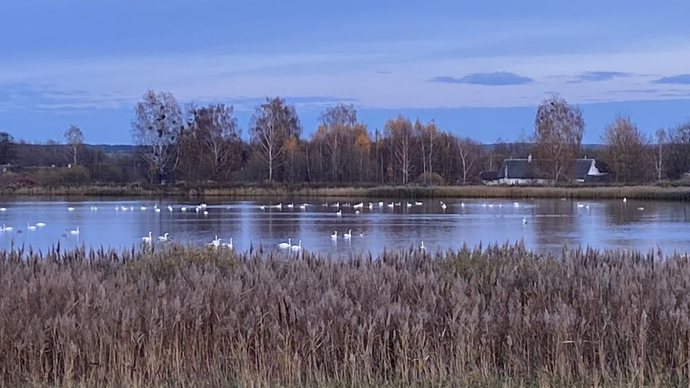 Лебединая песня