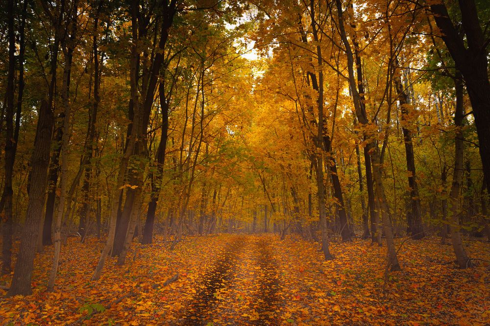 Photograph by Aleksandr Fitsay