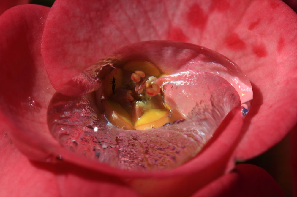 Photograph by Popa Alin