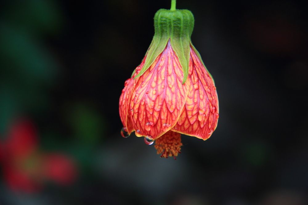 Photograph by Popa Alin