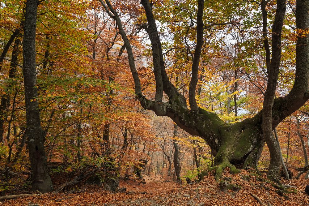 Photograph by Галина Юдина