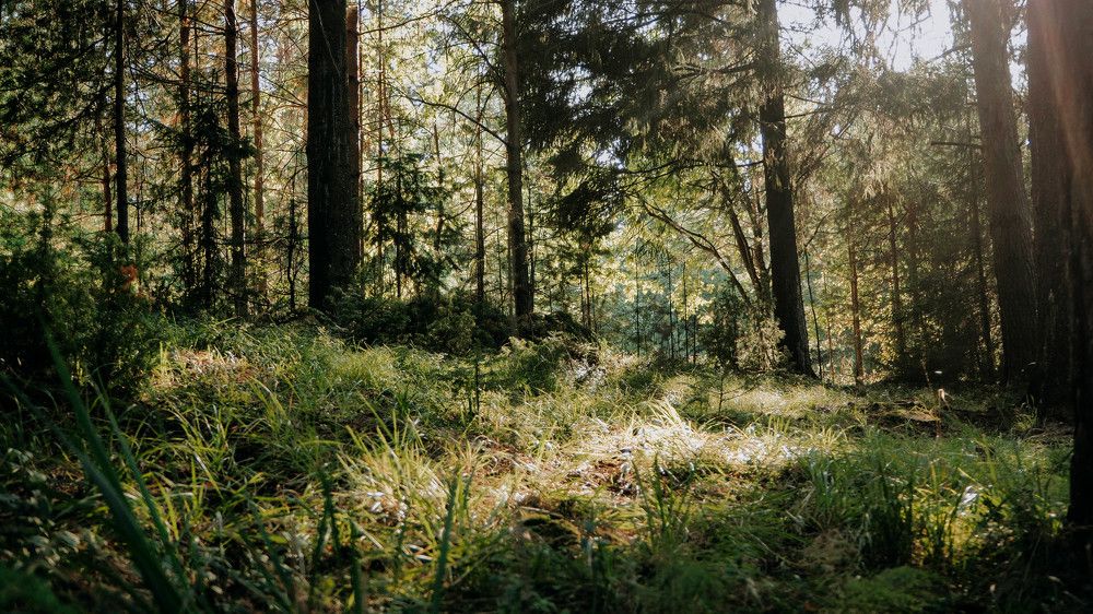 Рассвет в лесу