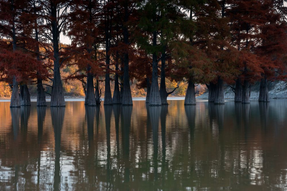 Болотные кипарисы