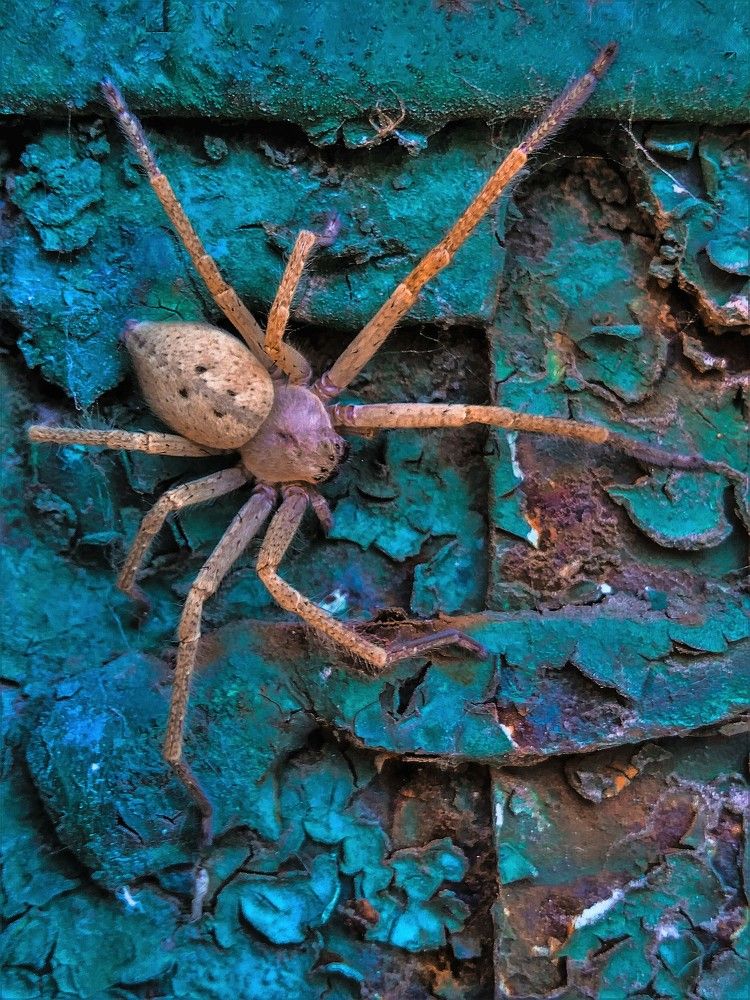 Драгоценность / Precious Gemma