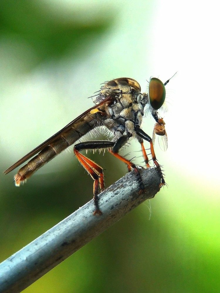 Robber Fly