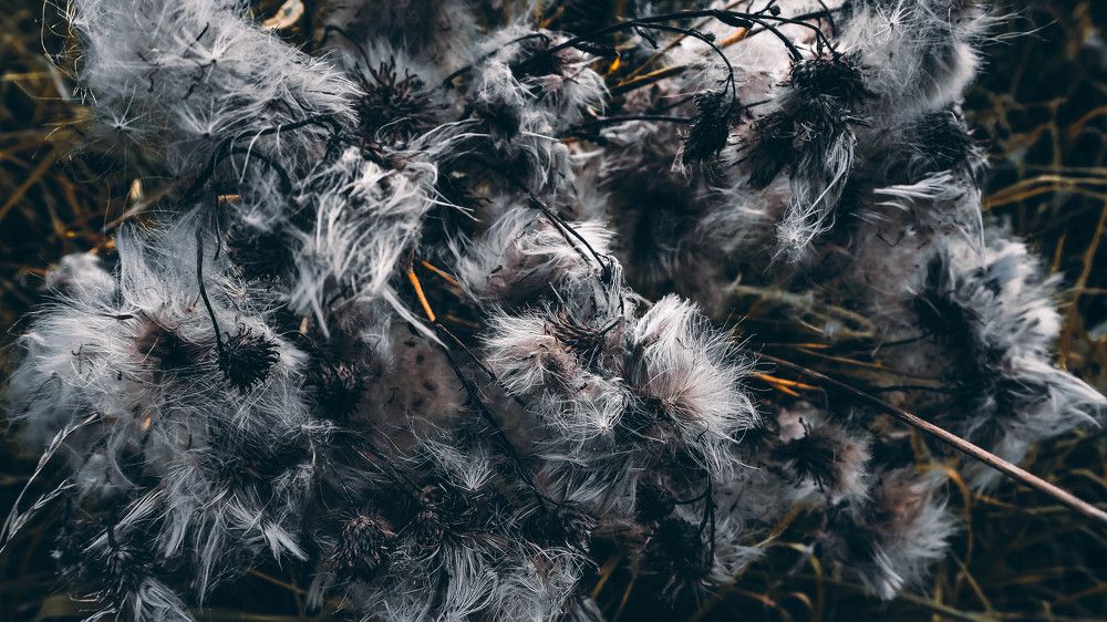 Фотография автора Елена Сайфуллина