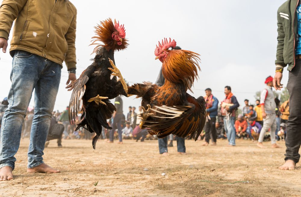TRADITIONAL COCKFIGHTING