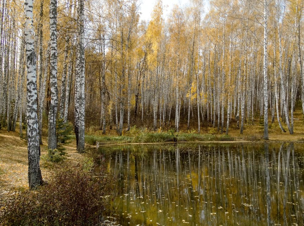 Осенний листопад