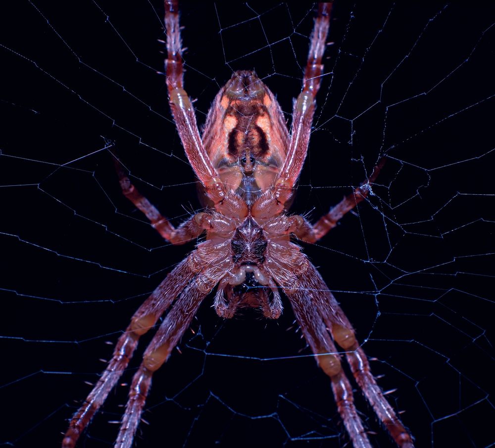 Photograph by Олег Зальвовский