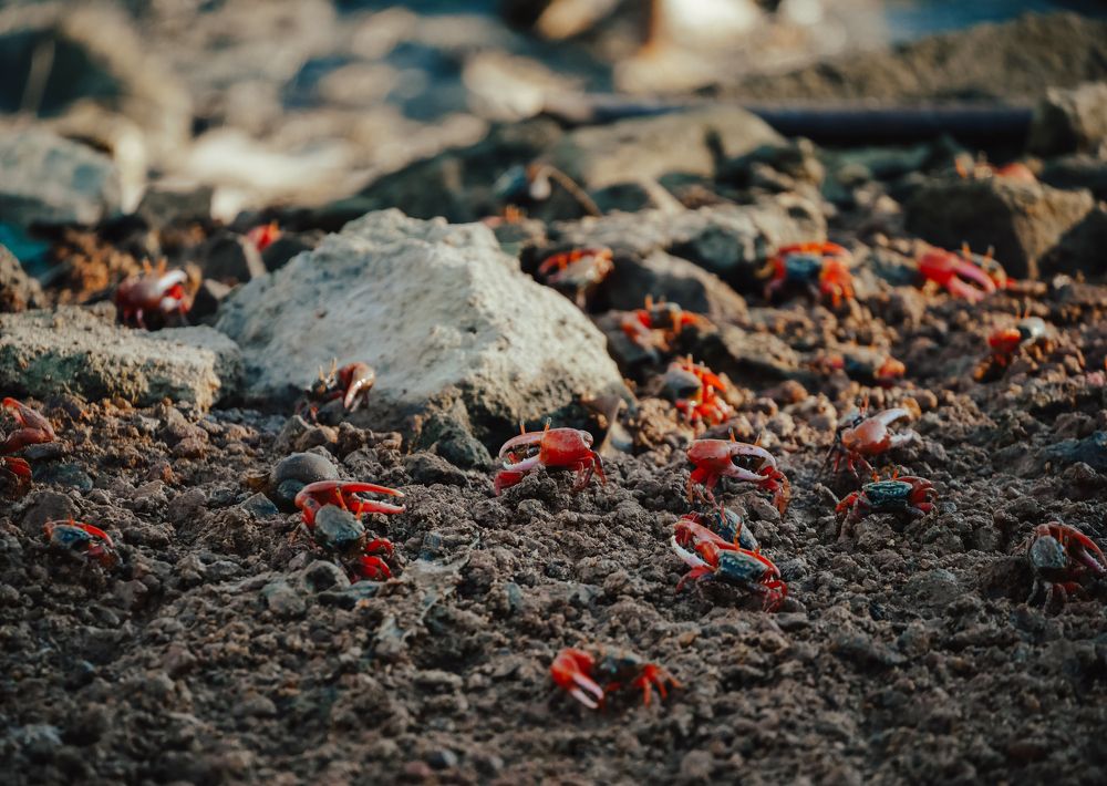 Sesarmidae in the sun