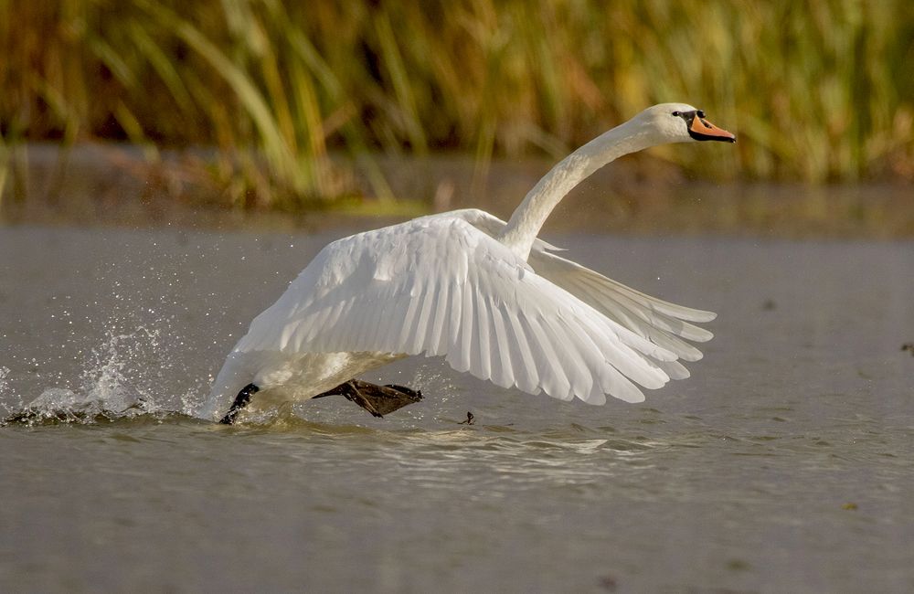 Бегущая по волнам