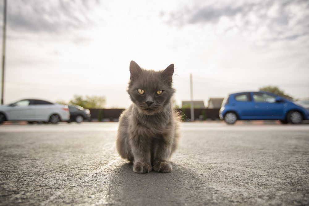 Photograph by ЕВГЕНИЙ СКАЛОЗУБОВ