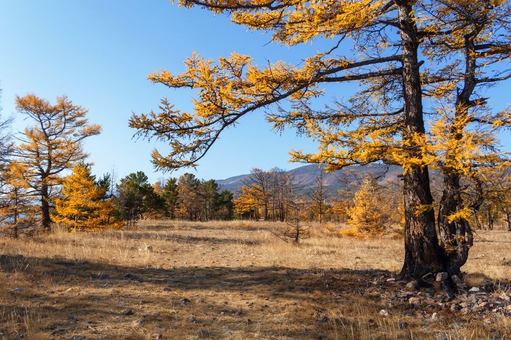 Лиственницы долгожители.