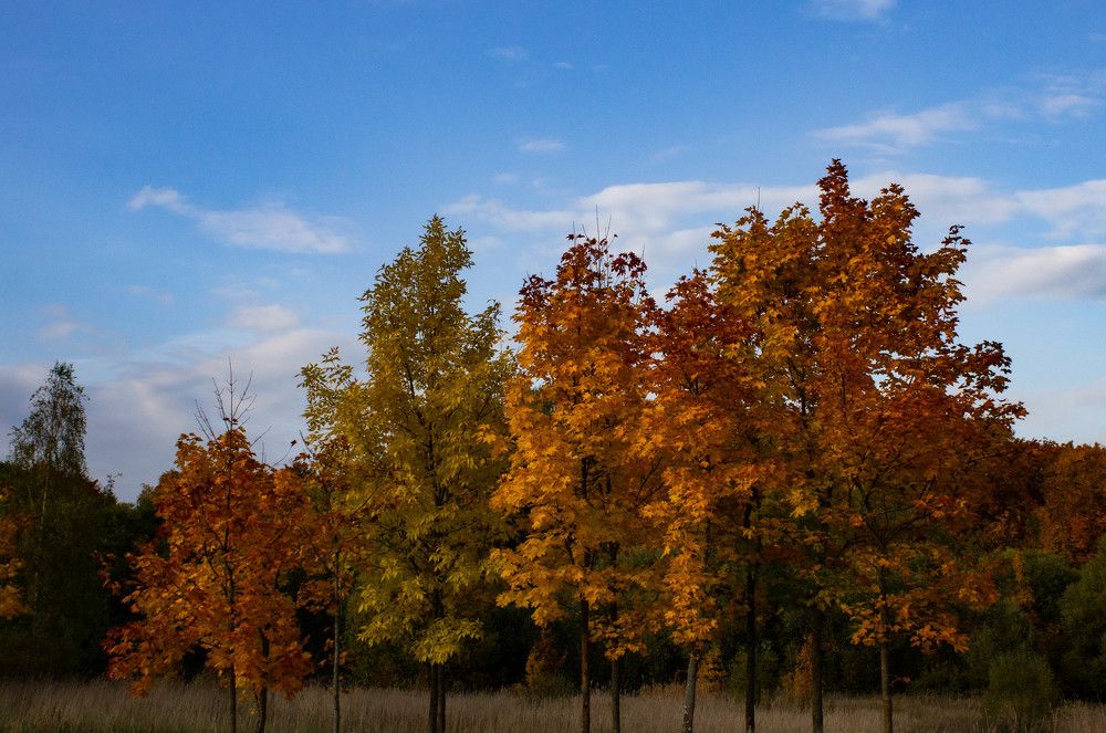 Краски осени