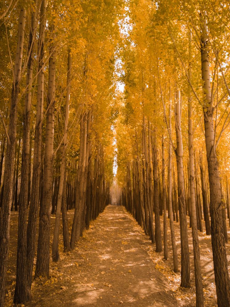 Photograph by Mohammad Amin Karimi