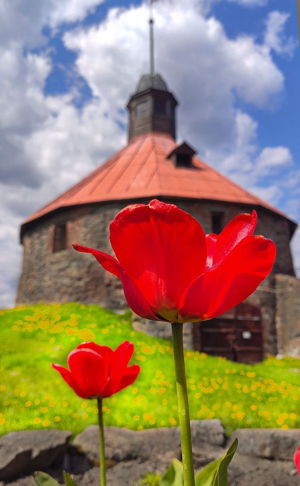 Приозерские цветы