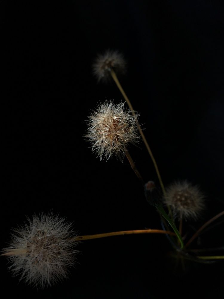 Поздние одуванчики