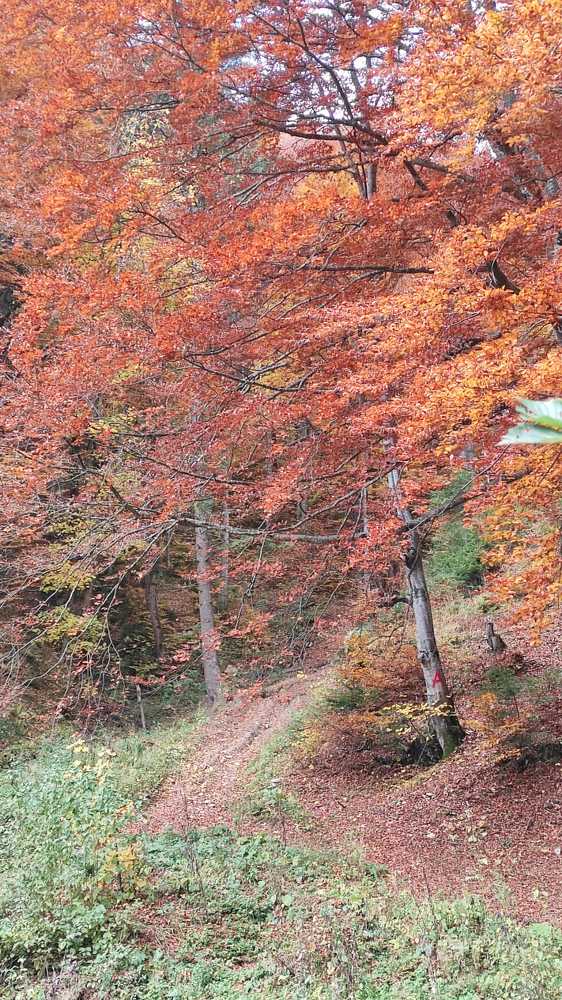 Photograph by rusenescu ramona